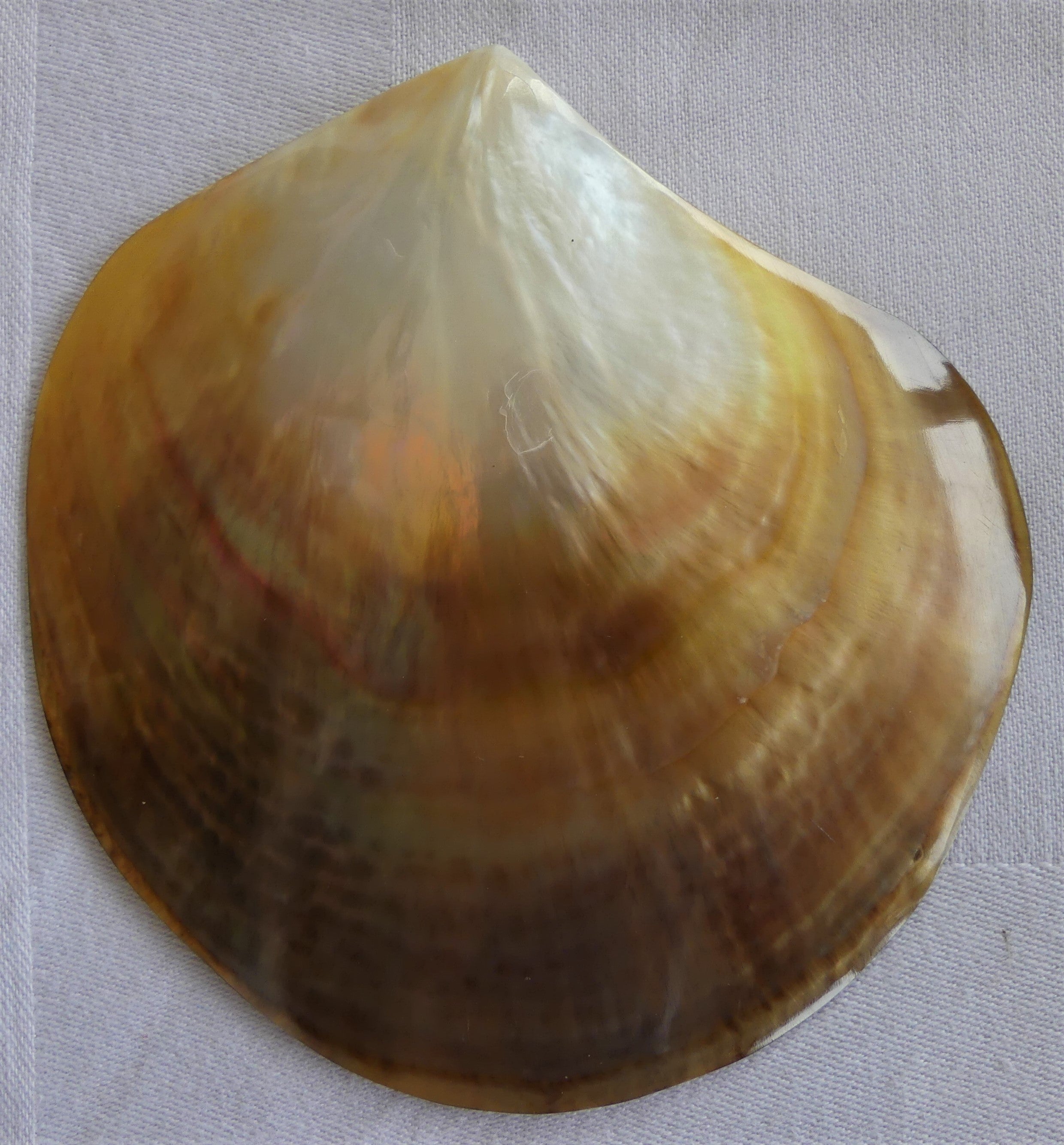 Clam Classification