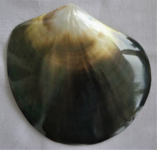 Load image into Gallery viewer, Tahitian green and pink iridescent mother-of-pearl (11cm)
