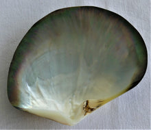 Load image into Gallery viewer, Tahitian green and pink iridescent mother-of-pearl (11cm)
