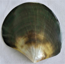 Load image into Gallery viewer, Tahitian green and pink iridescent mother-of-pearl (11cm)
