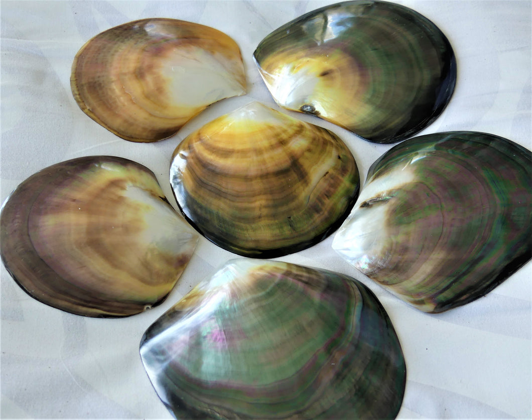 Raw mother-of-pearl (unpolished) from 7.5 to 9 cm sold by kilo
